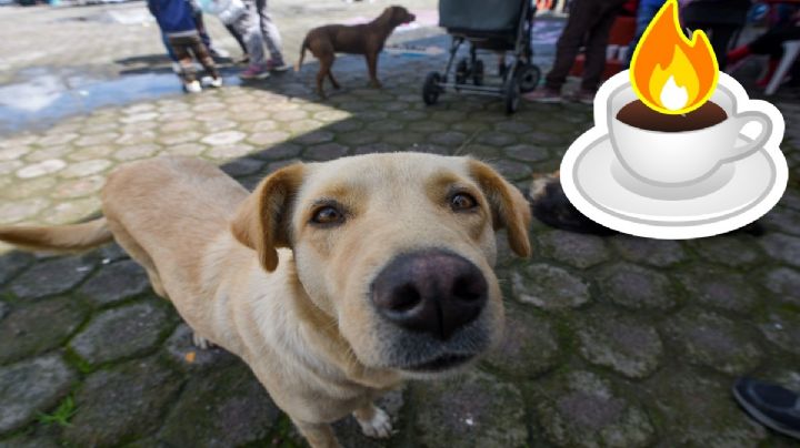 Mujer lanza café hirviendo a lomito en Morelos; Fiscalía la vincula a proceso