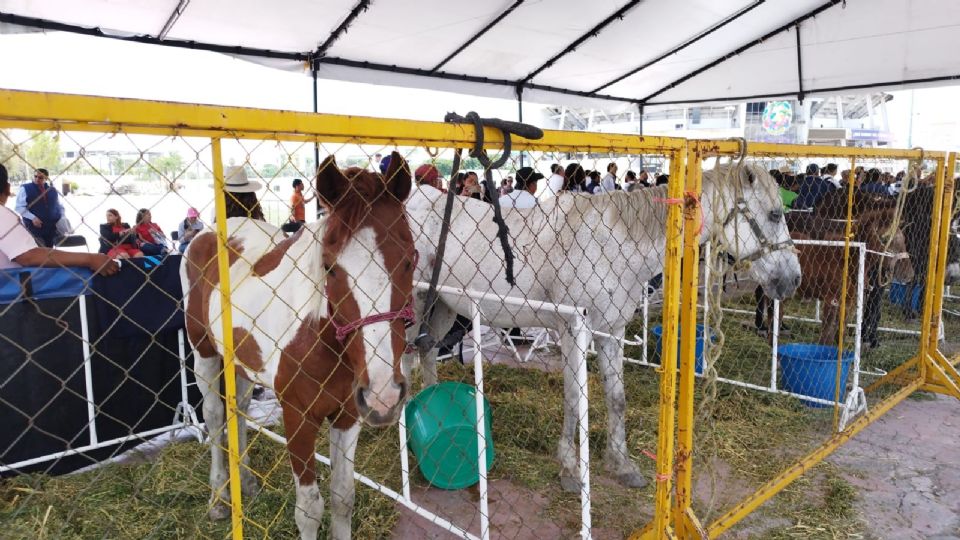 12 animales de carga fueron jubilados de arrastrar carretas con frutas, verduras y tierra.