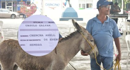 Chencha Anell: así registraron a burrita en municipio de Veracruz