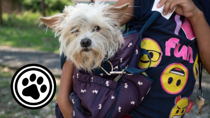 Córdoba celebra el día del niño con registro gratuito para mascotas
