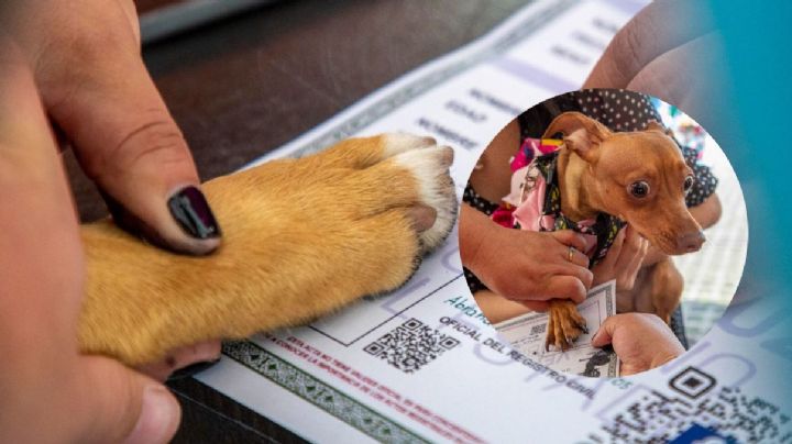 Más de 500 mascotas ya tienen acta de nacimiento en Xalapa