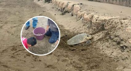 Desova tortuga en playa de Coatzacoalcos, depositó 101 huevos