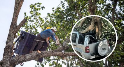 Estos son los números de emergencia en Xalapa para reportar árboles caídos