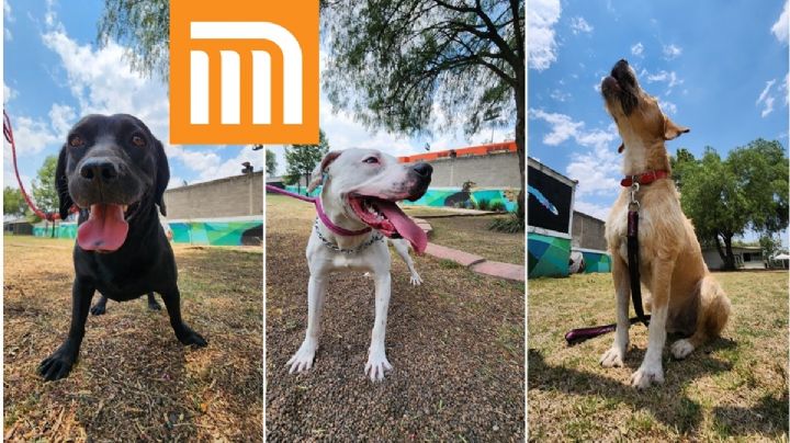 ¿Sin regalo para el Día del Niño? El Metro CDMX pone perritos en adopción