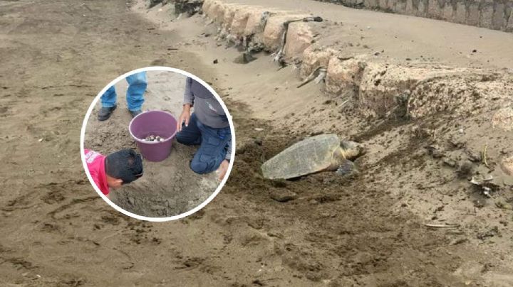 Desova tortuga en playa de Coatzacoalcos, depositó 101 huevos