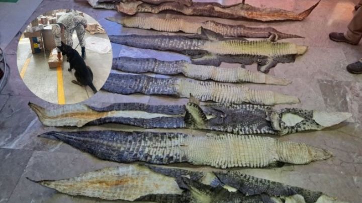 Interceptan envío de pieles de cocodrilo de Tabasco a León