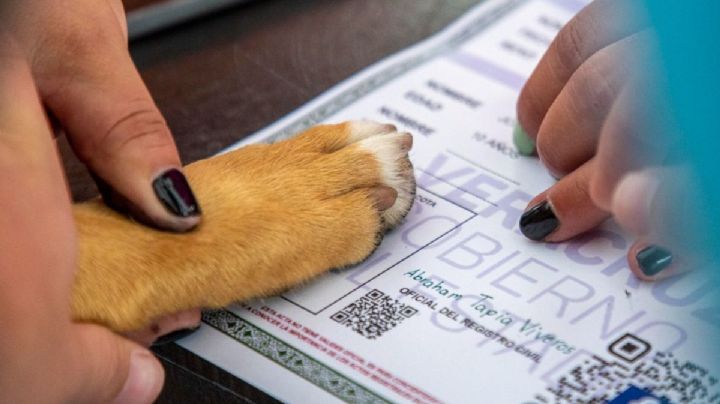 Los 5 nombres de mascotas más registrados en Xalapa este día del niño