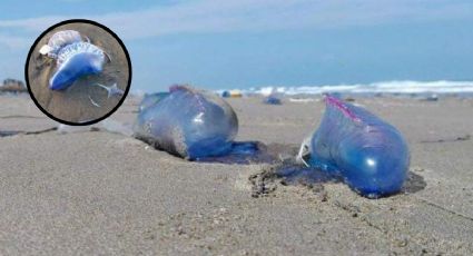 ¿Qué hacer si te pica un aguamala? Medusa que vive en playas de Coatzacoalcos