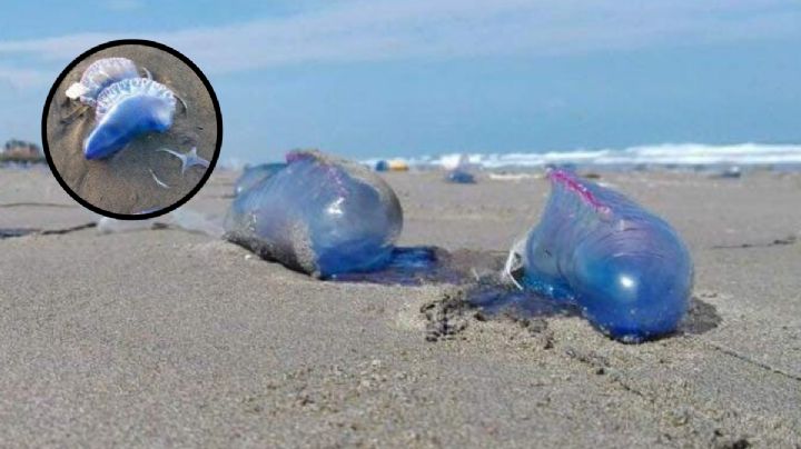 ¿Qué hacer si te pica un aguamala? Medusa que vive en playas de Coatzacoalcos