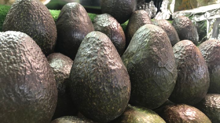 Aumenta por Semana Santa el precio del aguacate