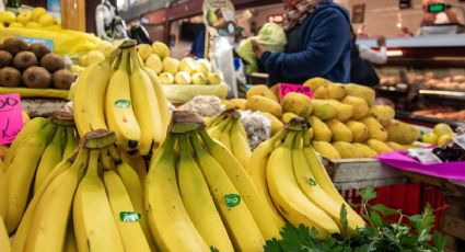 Veracruz, tercer lugar en producción de plátano en todo México