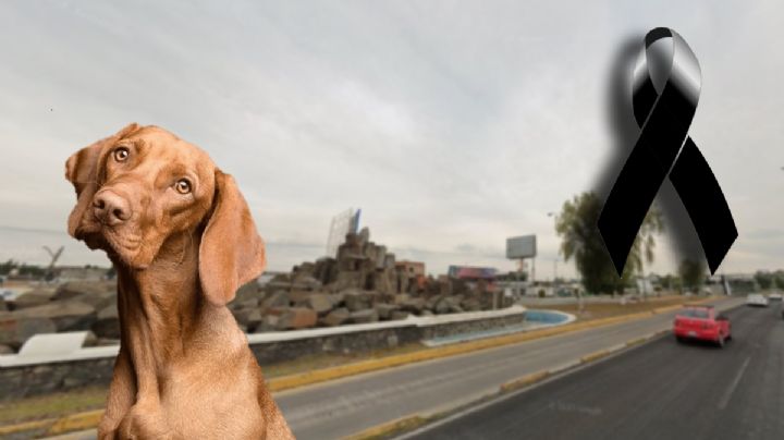 Por coladera abierta en bulevar de Pachuca dos lomitos se ahogan; aquí la triste historia