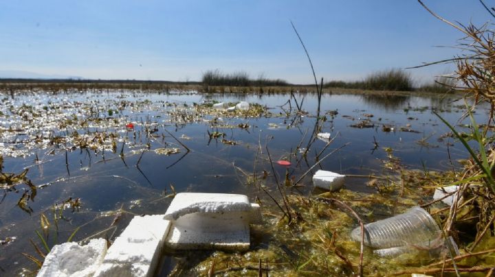 Microplásticos, uno de los más fuertes contaminantes ambientales