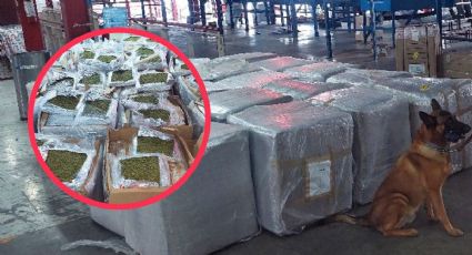 En paquetería, así querían enviar 900 kilos de mariguana de Veracruz a Cancún