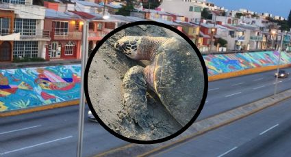 Hallan a tortuga carey muerta en playa de Boca del Río, Veracruz