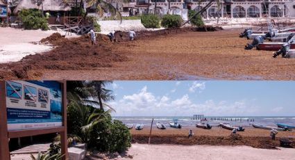 ¿Qué hacer si encuentras sargazo en la playa durante tus vacaciones de Semana Santa?