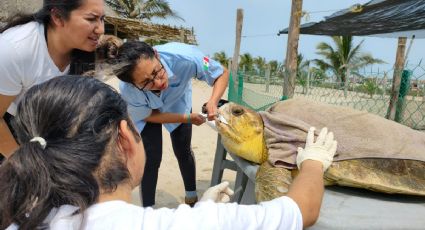 Campamento Las Barras rescata tortuga caguama en Tuxpan, Veracruz