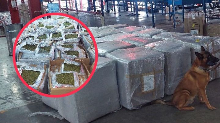 En paquetería, así querían enviar 900 kilos de mariguana de Veracruz a Cancún