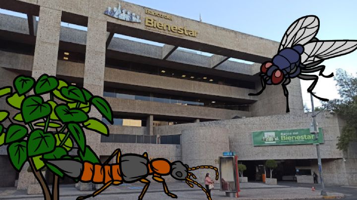 Banco del Bienestar: usará dinero para deshacerse de sus bichos