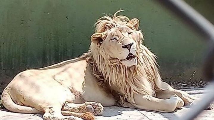 La casa de Huixquilucan donde tenían leones, tigres y todo un zoológico clandestino