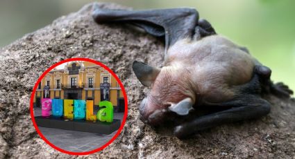 Alerta de rabia: murciélago provoca cerco sanitario en Puebla
