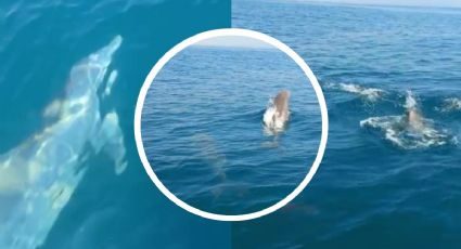 Graban a delfines en costas de Coatzacoalcos esta Semana Santa
