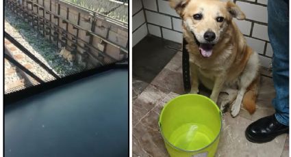 Metro CDMX: ¡Suave rescate! Salvan a perro de las vías de la Línea A