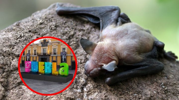 Alerta de rabia: murciélago provoca cerco sanitario en Puebla