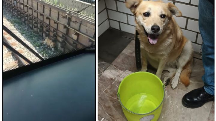 Metro CDMX: ¡Suave rescate! Salvan a perro de las vías de la Línea A