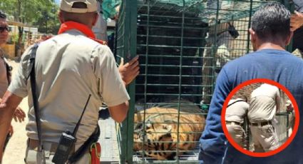 VIDEO | Denuncia gatito en azotea de vecinos y socorristas hallan 4 tigres