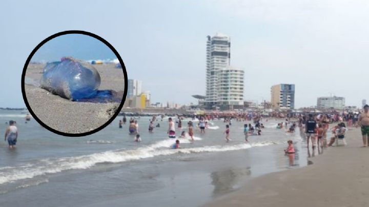 Alertan por medusas falsas o agua mala en playas de Boca del Río, ¿Qué son?
