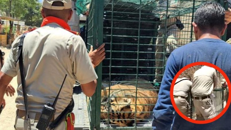 Bomberos y policías municipales rescataron 4 tigres que estaban en cautiverio, en una finca de San Pedro Tlaquepaque, Jalisco