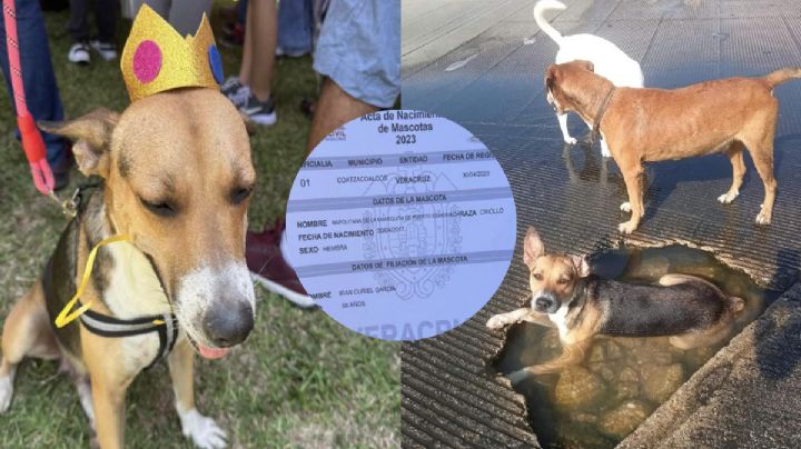 Adoptan a Napolitana, perrita viral por bañarse en bache de Coatza