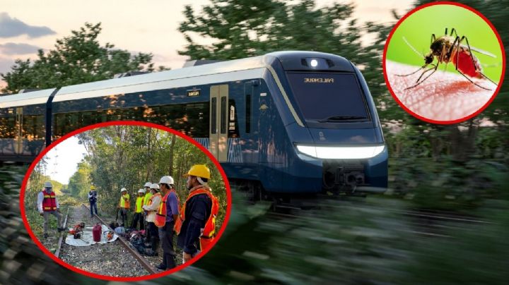 La enfermedad del Tren Maya provocada por una mosca