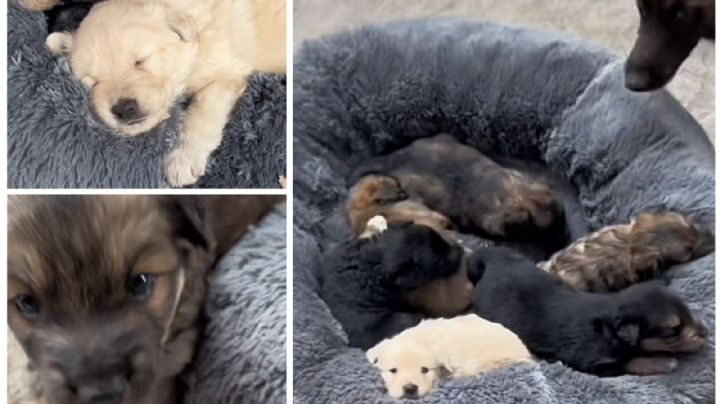 ¡Suaves bomberitos! Horda, la perrita bombero de la CDMX, tuvo a sus cachorros