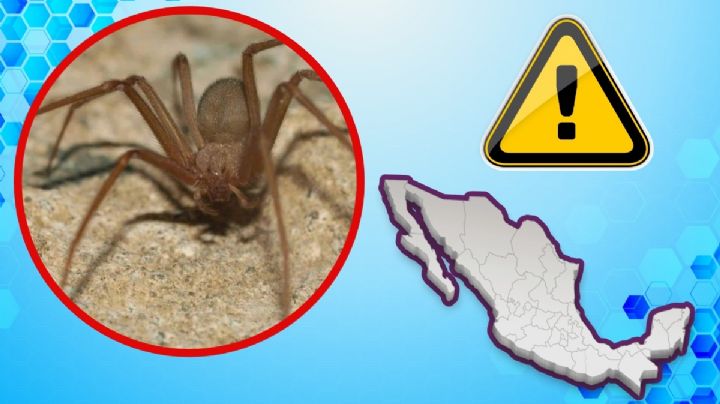 ¿En qué estados es más probable que te ataque una araña violinista?