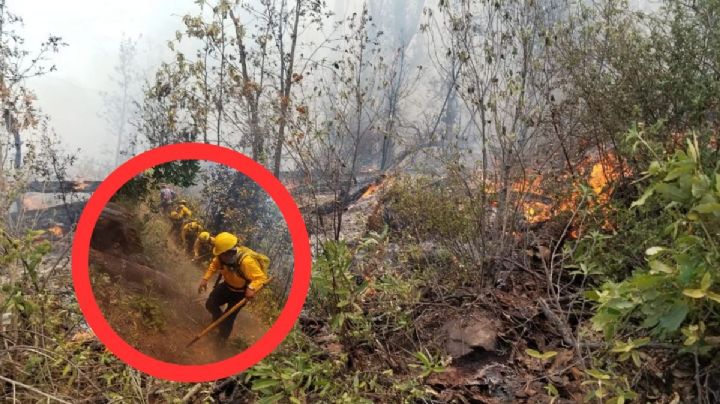 El incontrolable incendio que avanza y consume bosque en Michoacán