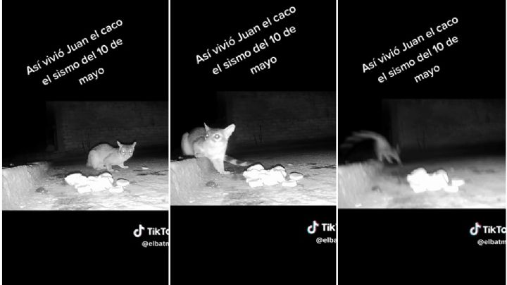 VIDEO TIKTOK: Así reaccionó un cacomixtle al sismo del 10 de mayo