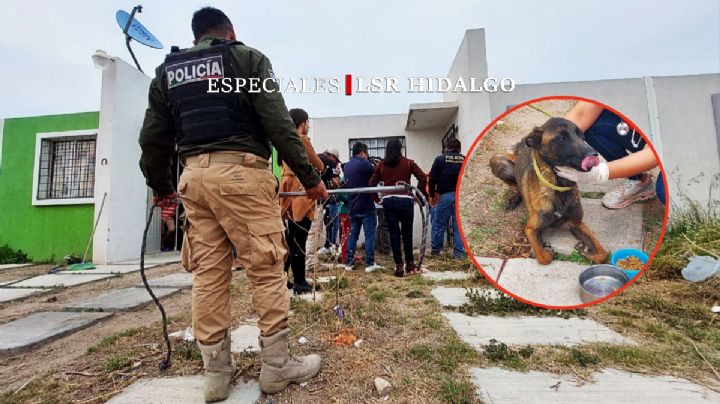 Con cateos salvan a perritos maltratados; así opera la Unidad Especializada en Delitos contra Animales