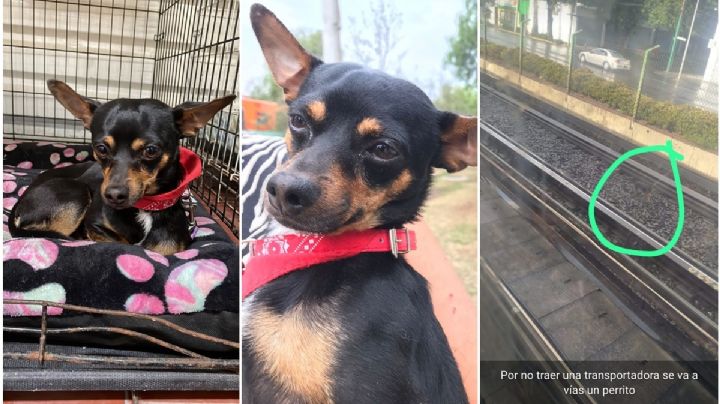 Mito, perrito rescatado en la Línea 2 del Metro espera ser adoptado o reclamado por sus dueños