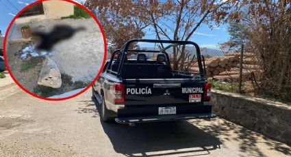 Denuncian envenenamiento masivo de perros y aves en Jalisco