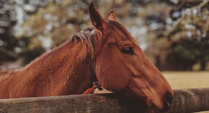 Abandonan a caballo sin vida en calles de Coatzacoalcos tras fiesta patronal