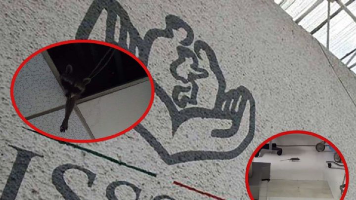 Ratas, cucarachas y hasta mapaches en los quirófanos del ISSSTE