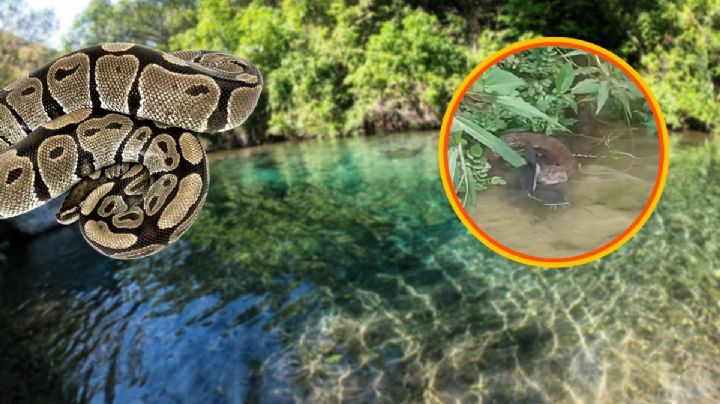 Captan enorme boa constrictora en Amajac; quería devorar un pez | VIDEO