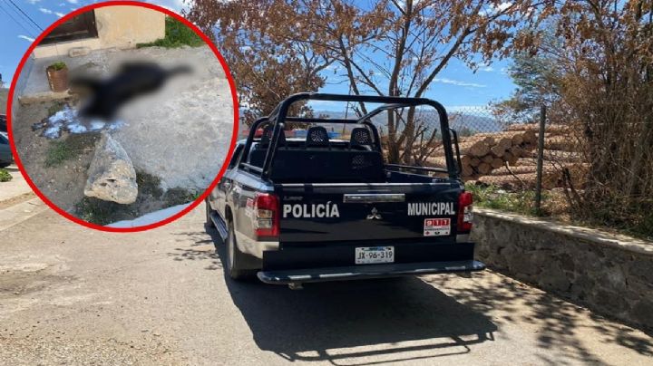 Denuncian envenenamiento masivo de perros y aves en Jalisco