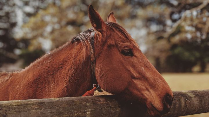 Abandonan a caballo sin vida en calles de Coatzacoalcos tras fiesta patronal