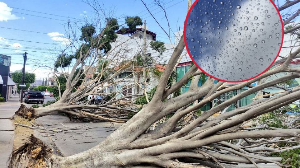 Las fuertes rachas de viento de este domingo derribaron algunos árboles en León. Se prevén lluvias para este lunes 15 de mayo.