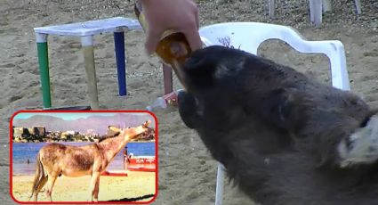 VIDEO: Piden rescatar a “Manuelín”, el burro al que dan cerveza en Acapulco
