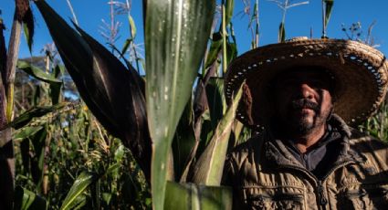 Crisis de maíz... ahora entra Segalmex -cuestionada por corrupción- a "salvarlos"
