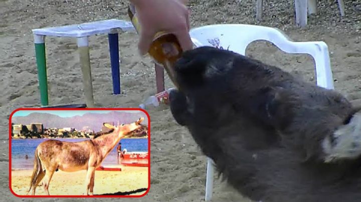 VIDEO: Piden rescatar a “Manuelín”, el burro al que dan cerveza en Acapulco